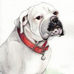 Bulldog pet portrait
